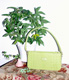 Mulberry!